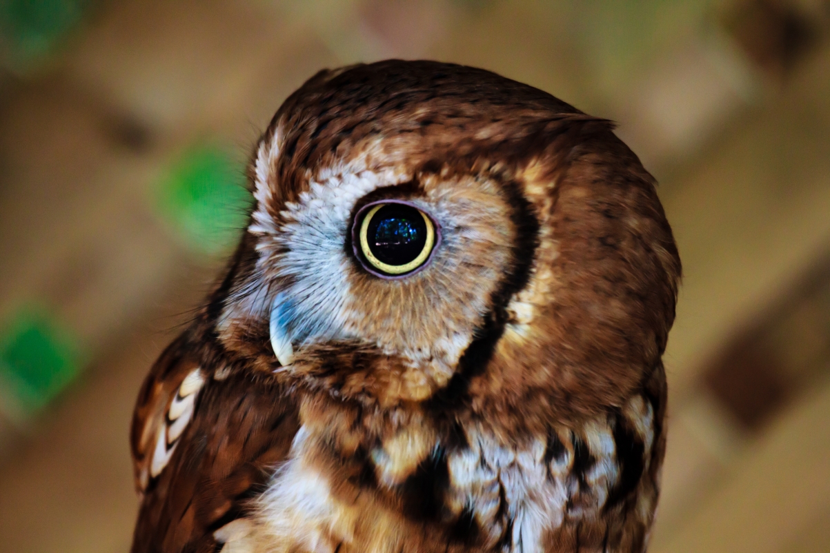 Owl 5K Wallpaper