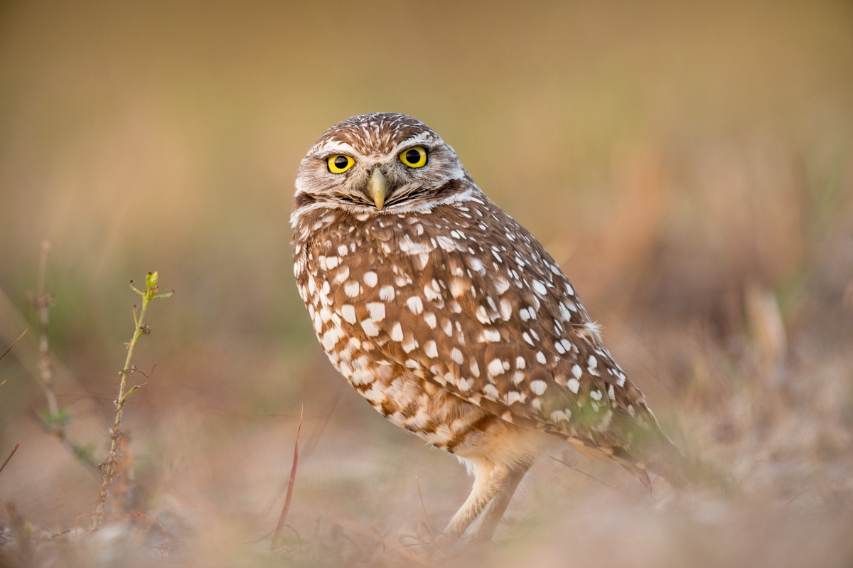 Owl 4k HD picture