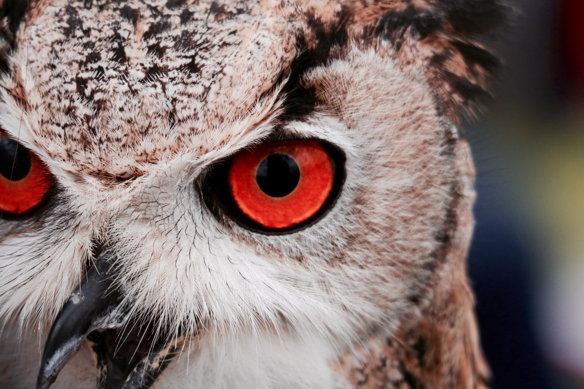 Owl Red Eyes 4K Wallpaper