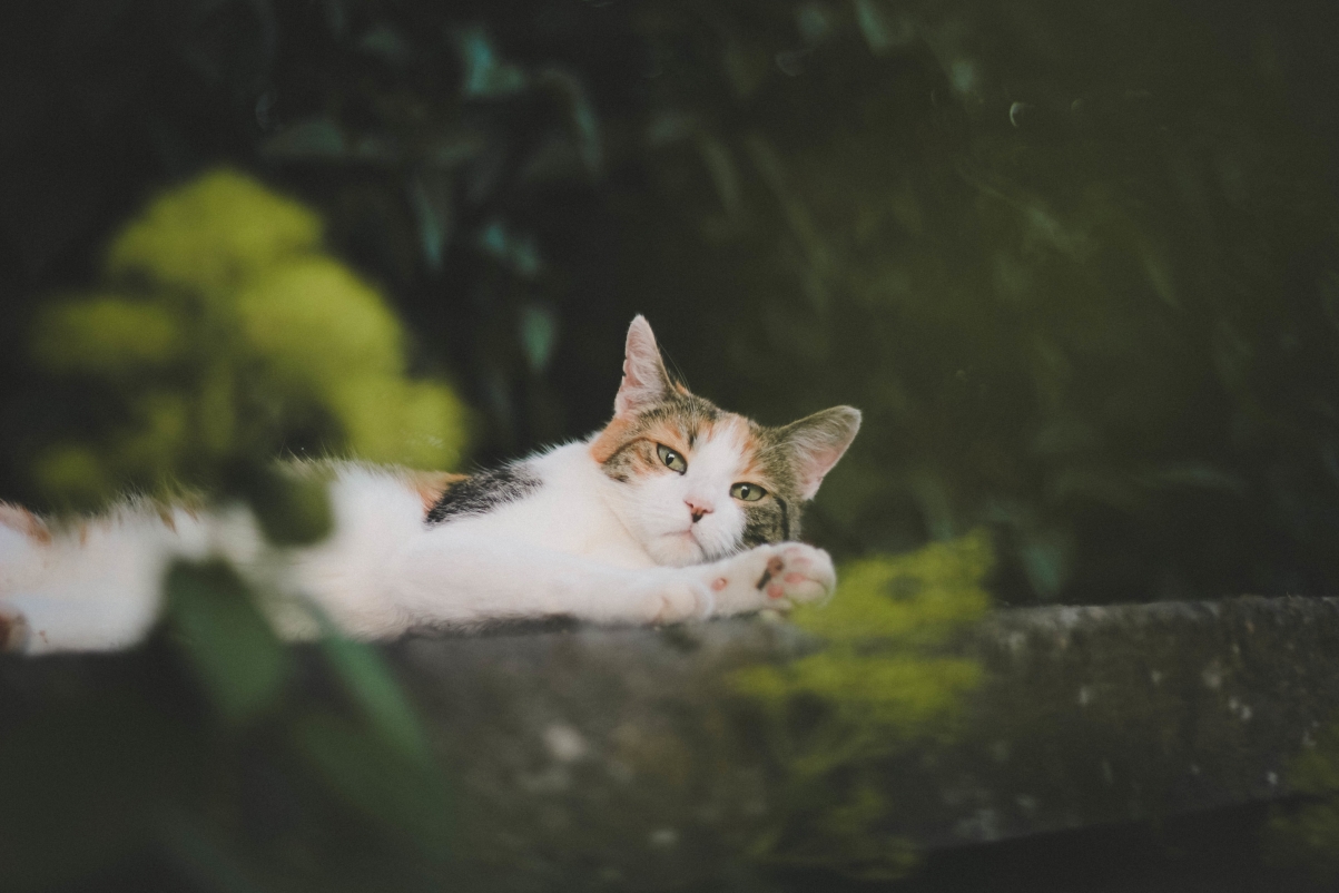 Cat, lying down, looking at you, mustache