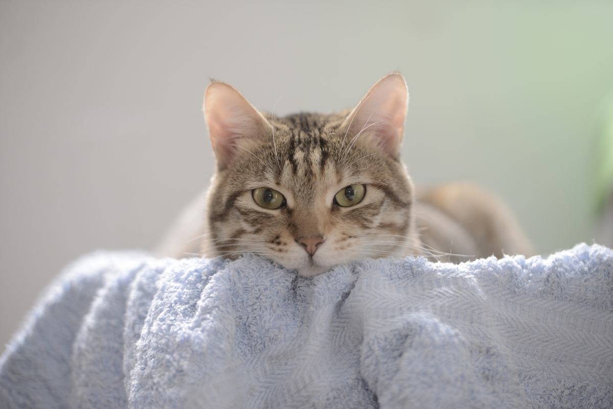 Cat photography 4k pictures
