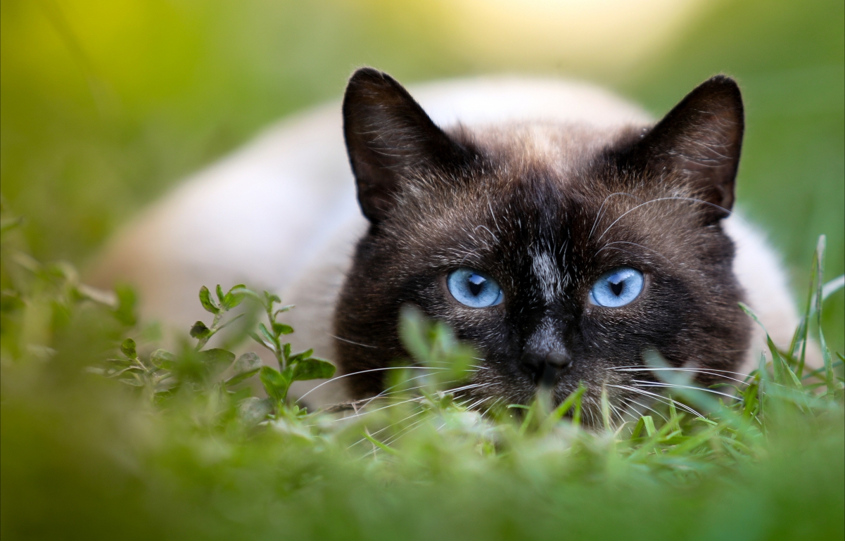 Cat, green grass, blue eyes