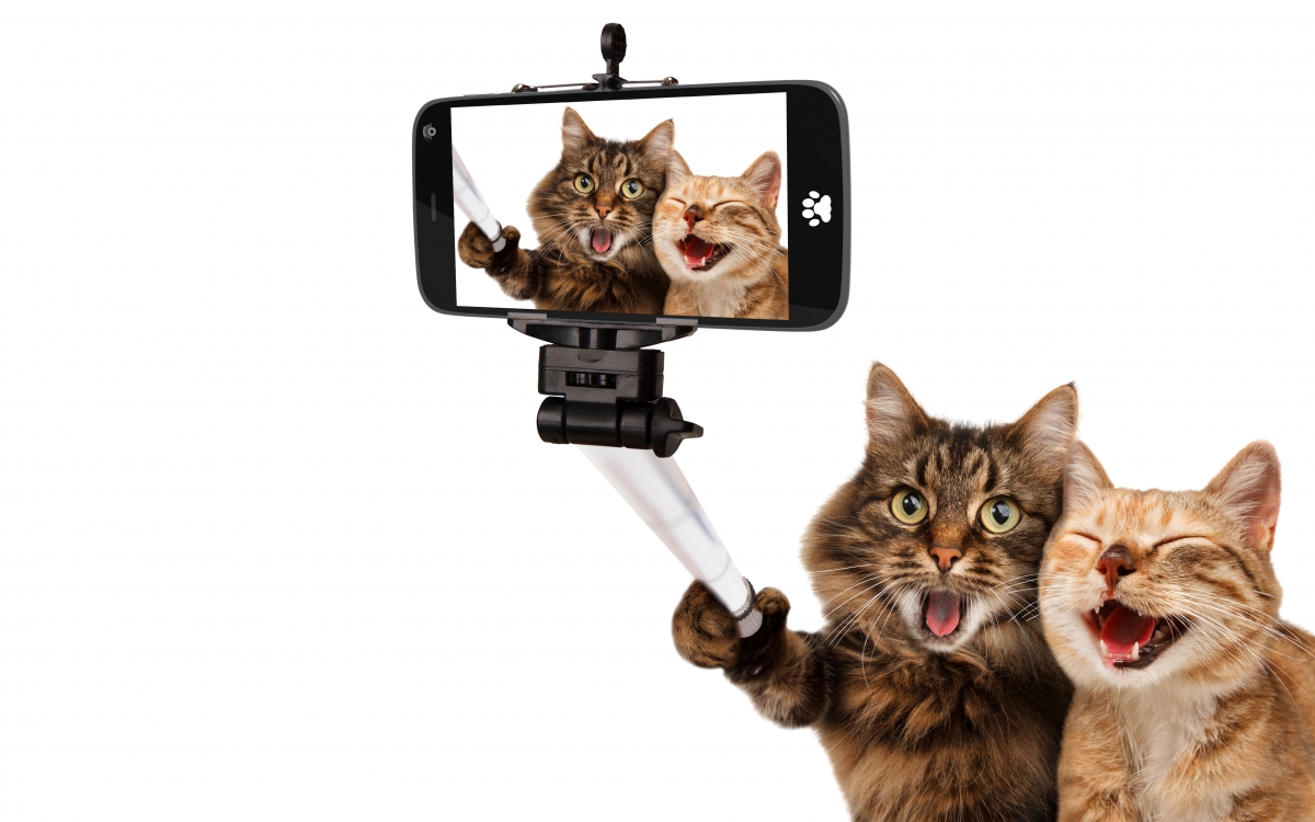 Cat, smart cat, cute selfie
