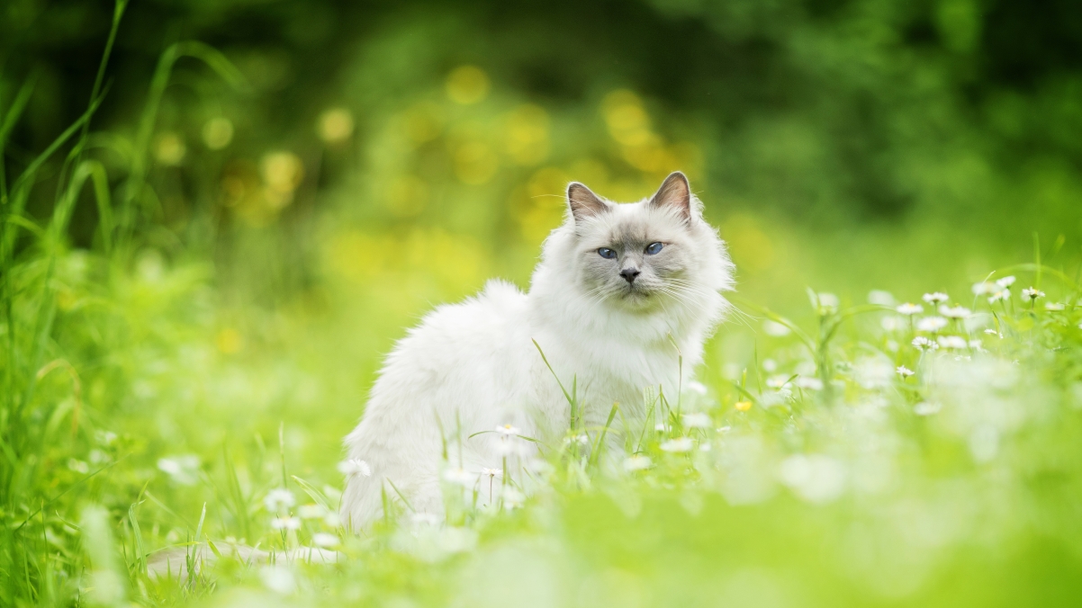 Cat, grass, bokeh, white cat 4K wallpaper