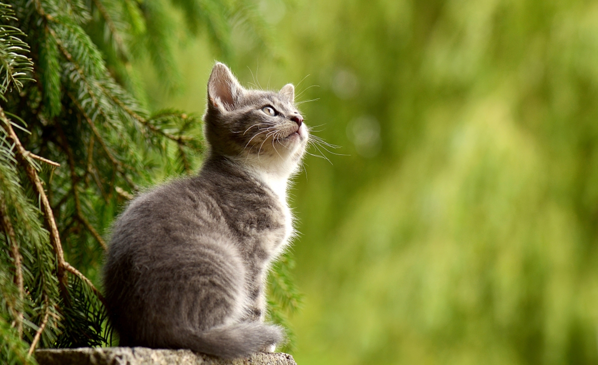 Cat leaves outdoor looking up 4K wall