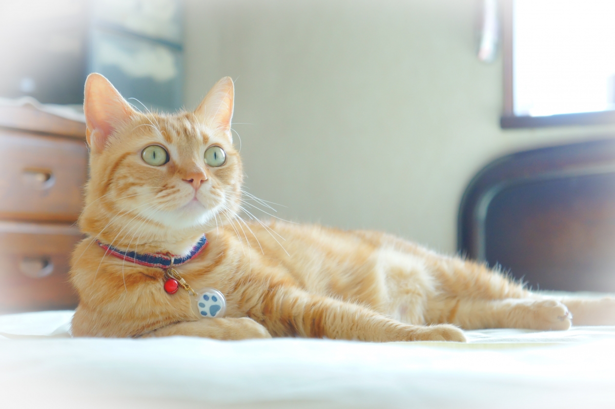 Cat eye bell 4K picture