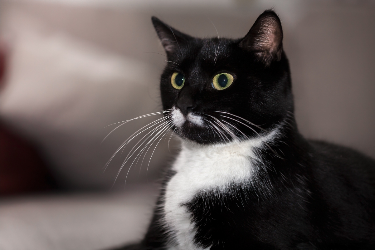 Cat Eyes Beard 4K Wallpaper