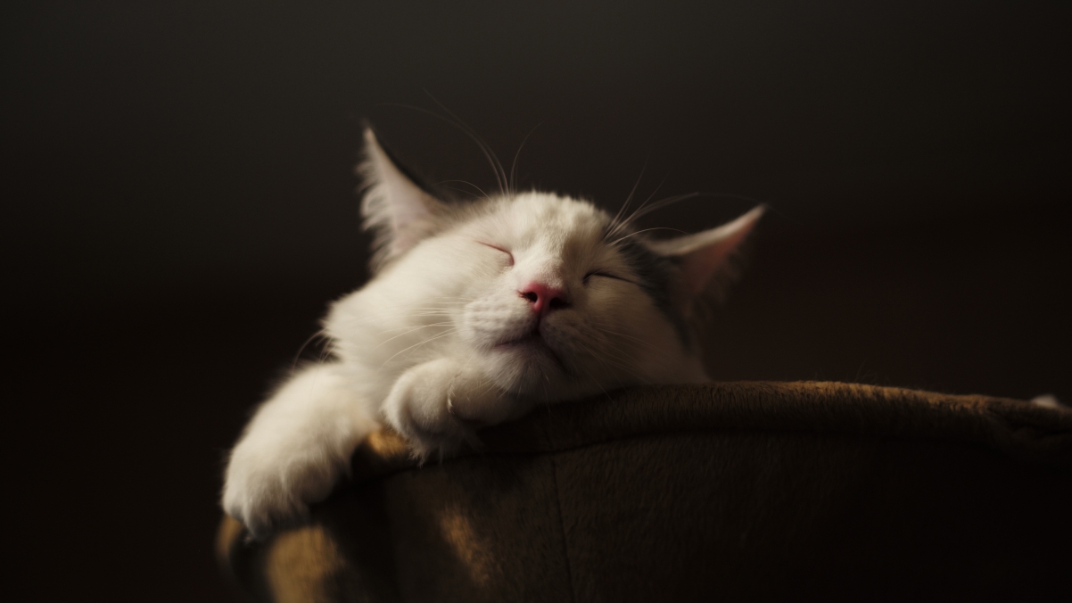 Cat Rest Sleeping Cat 4K Wallpaper