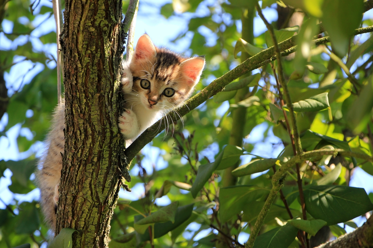 Cat tree green summer animal can be