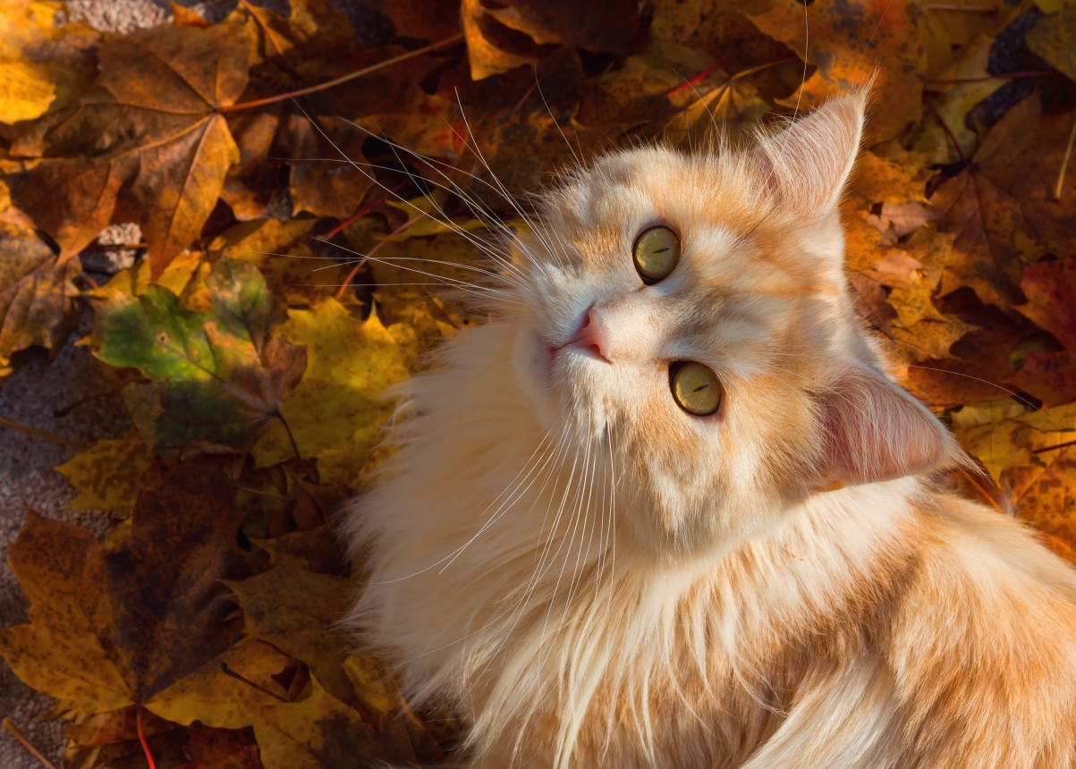 Cat Autumn Ginger Cat 6K Wallpaper