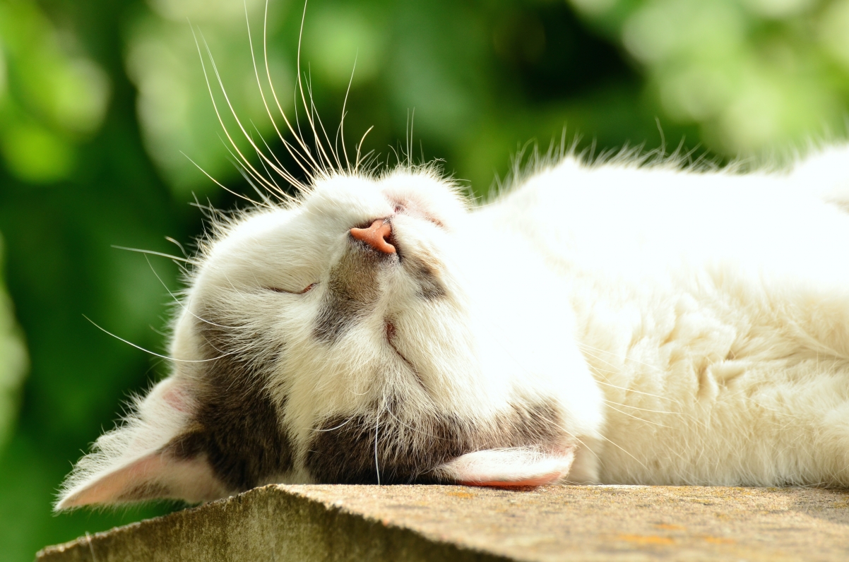 Cat cat face sleep white cat 4
