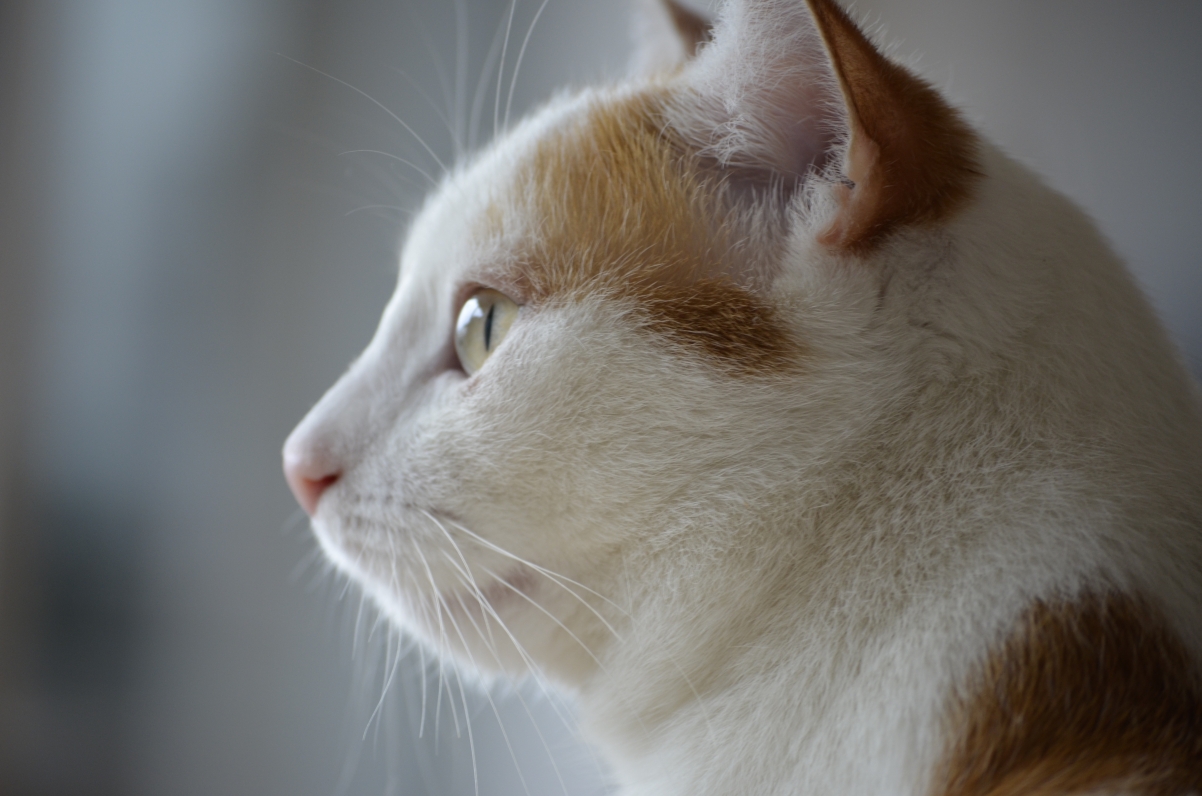 Cat Face Beauty Cat 4K Wallpaper
