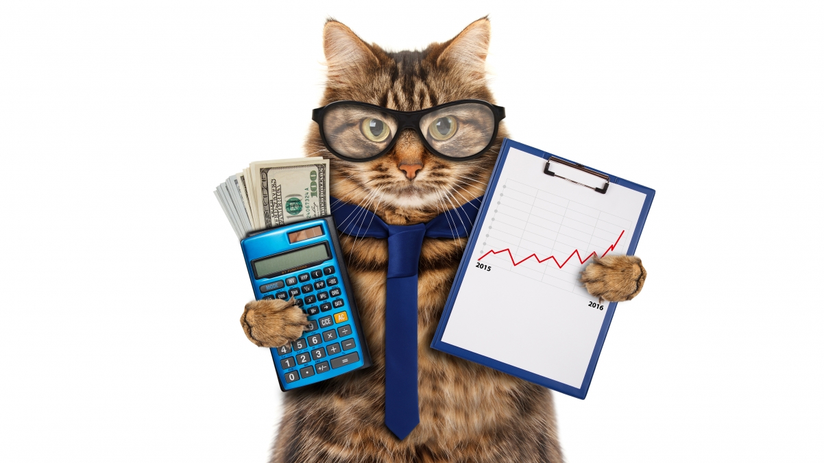 Cat tie glasses money dollar