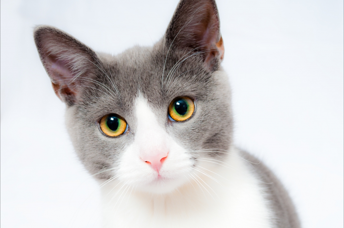 Cat pet animal domestic cute