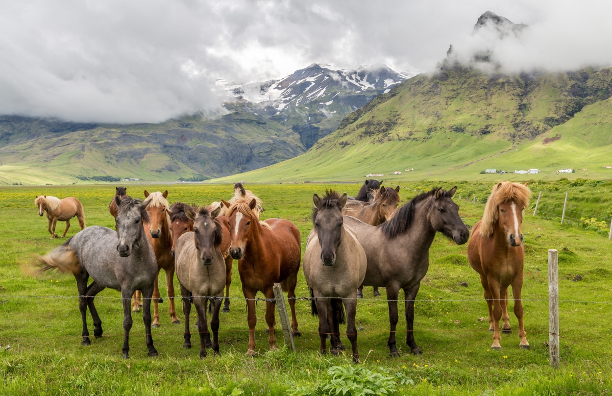 Horse herd, valley, grass, pasture, horse