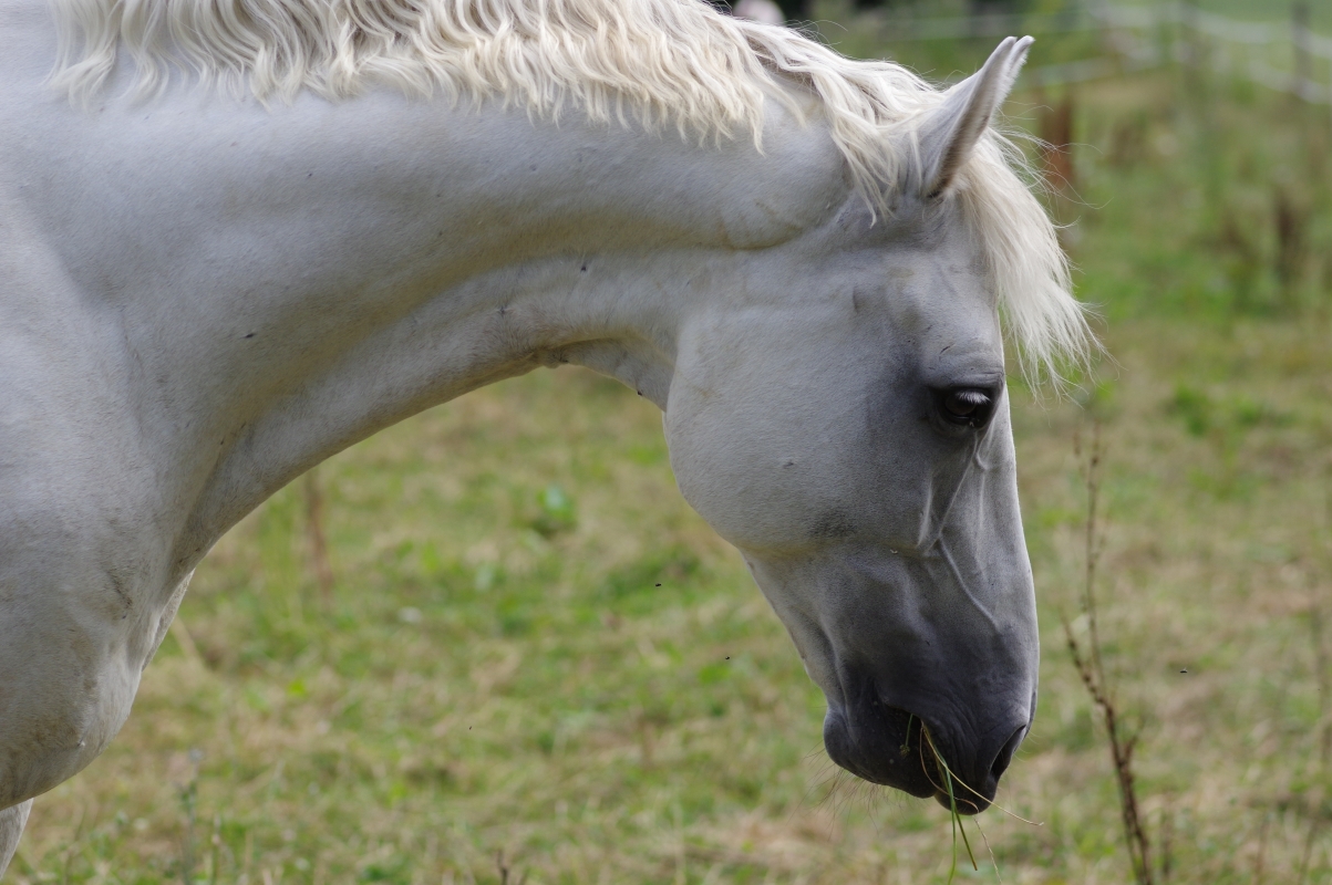 Horse ranch animal world horse head