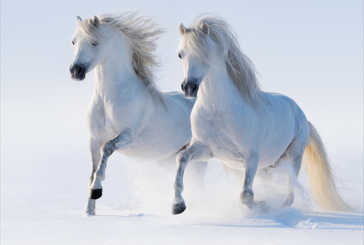 Two white horses running