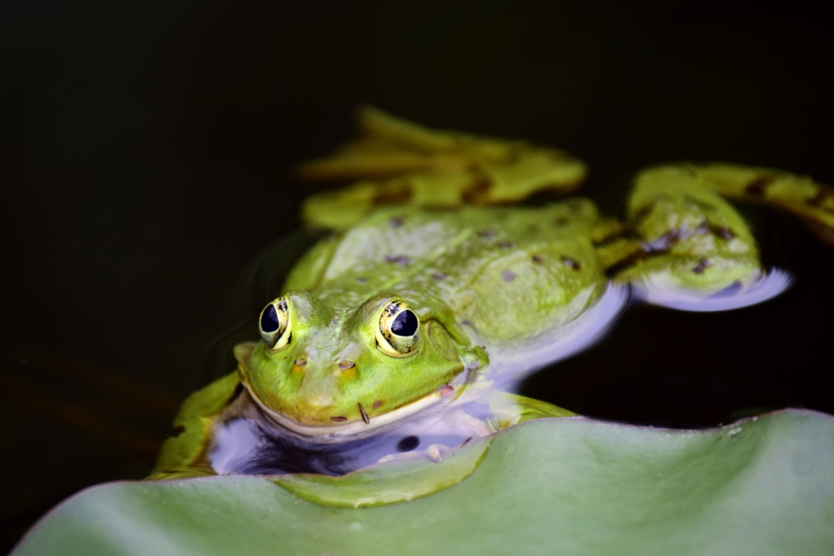 Green frog pond 6k illustration
