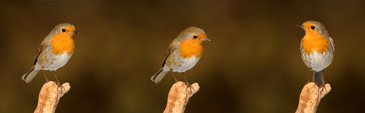 Robin bird picture material