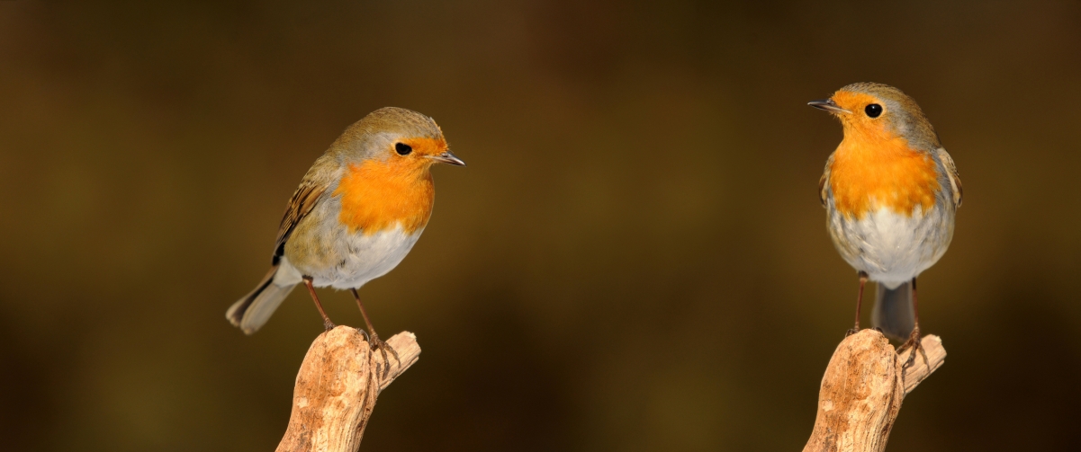 Robin Bird 3440x1440 Wallpaper