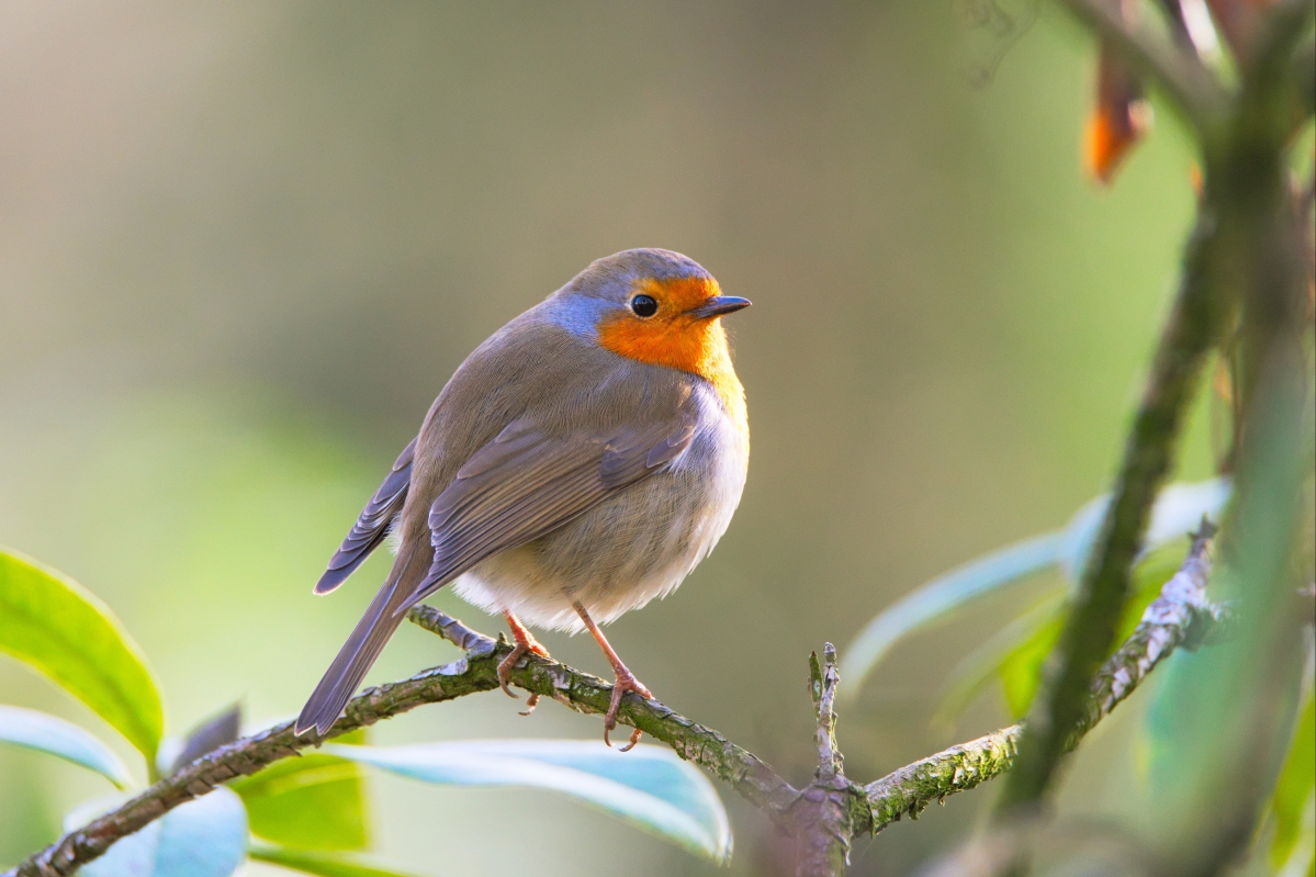 Robin Bird Garden Natural Forest