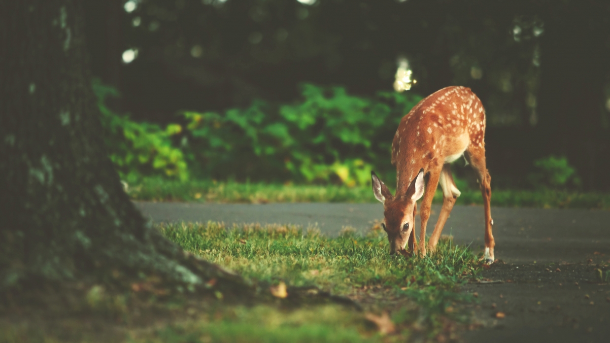 Deer 4K Wallpaper