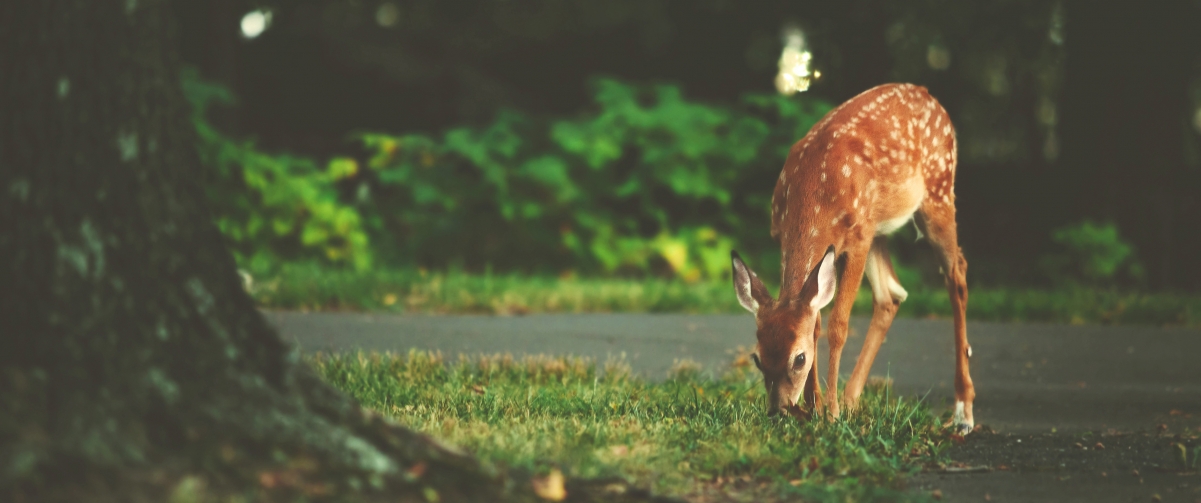 Deer 3440x1440 Wallpaper