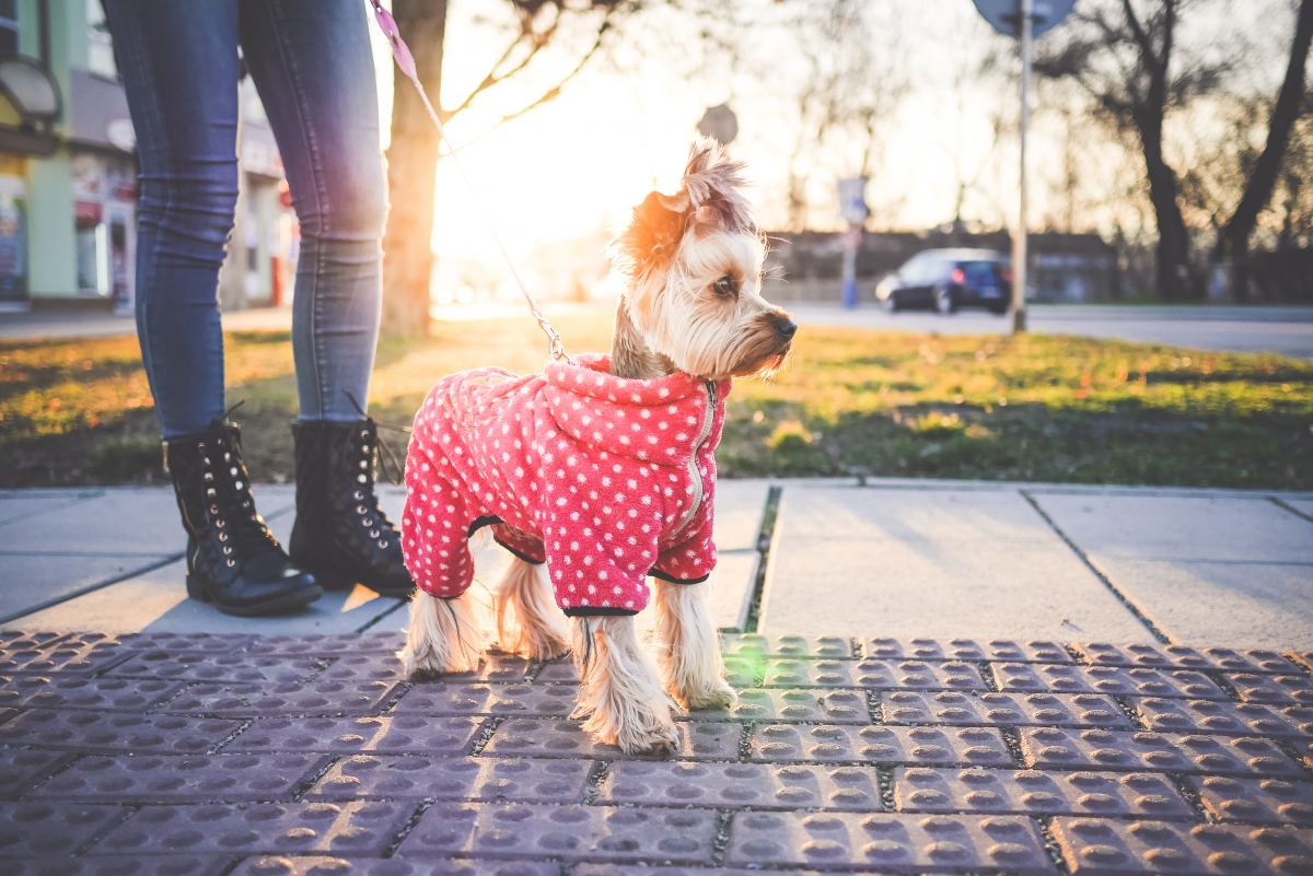 4k photography pictures of a girl walking a dog