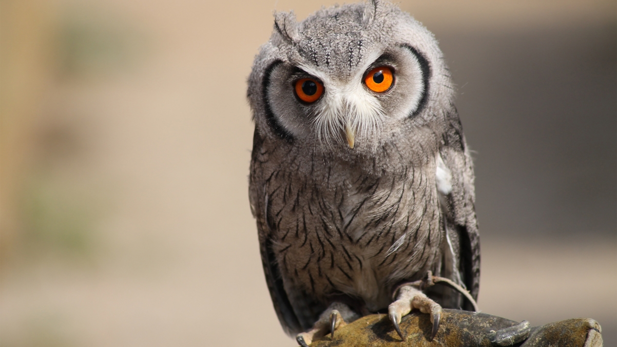 Horned owl 4k wallpaper