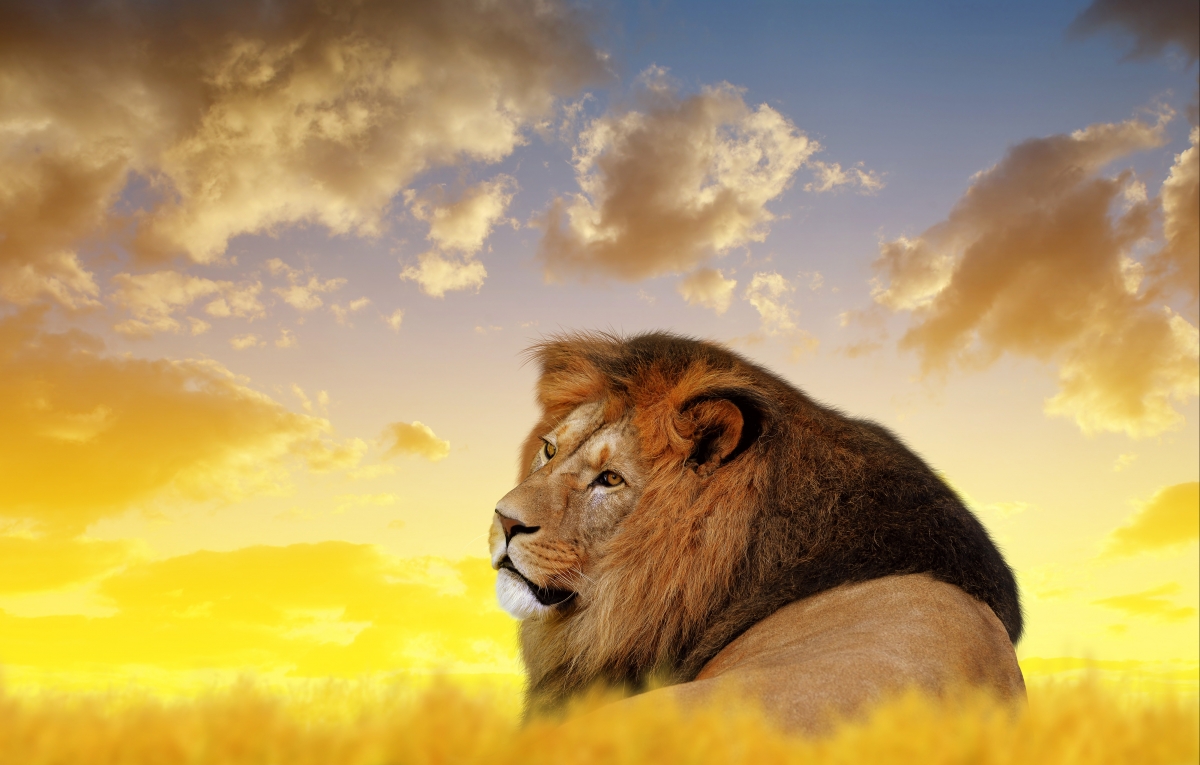 Lion King of the Forest 4K Wallpaper
