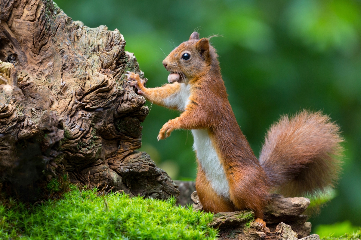 Cute little squirrel nut in the forest