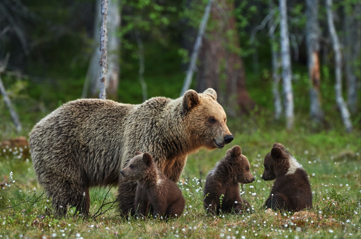 Glade, cute brown bear mother