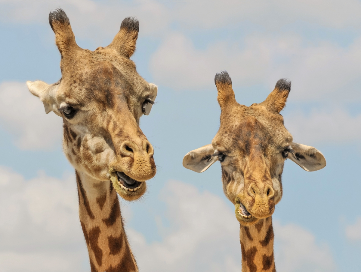 Two giraffes funny and cute 4