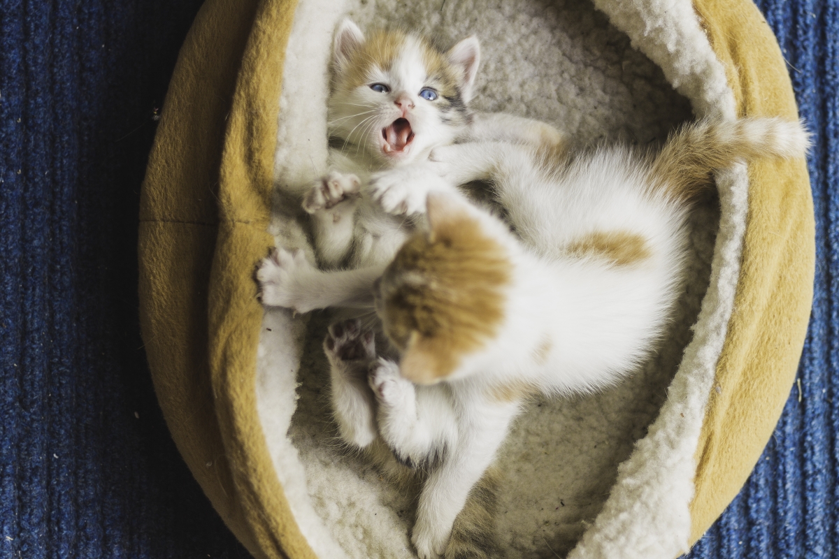 Two kittens playing 4K pictures