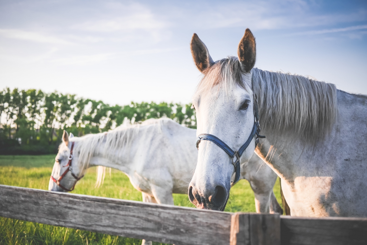 Two white horse ranch 4K wall