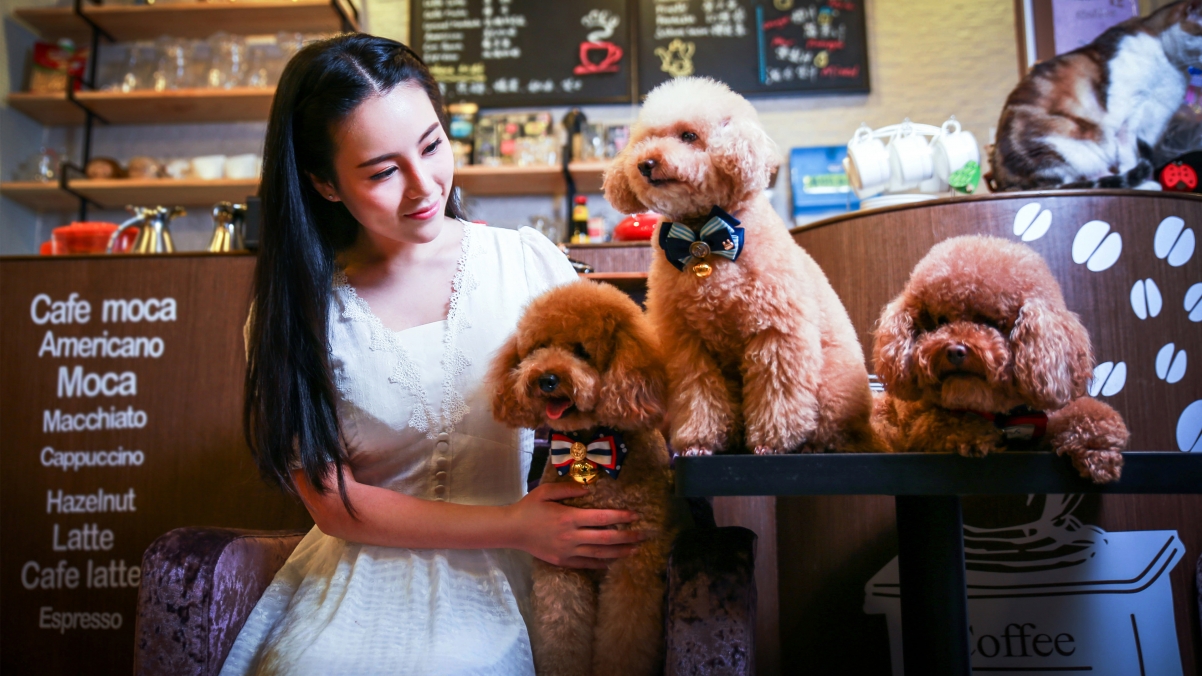 Beautiful and pet dog photography 4K wallpaper