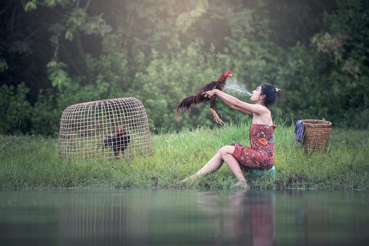 Bangkok Cambodian Chicken Bathing Beauty
