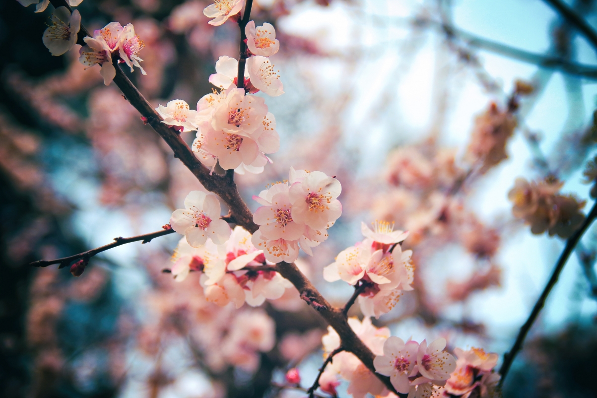 Cherry blossom 5k picture