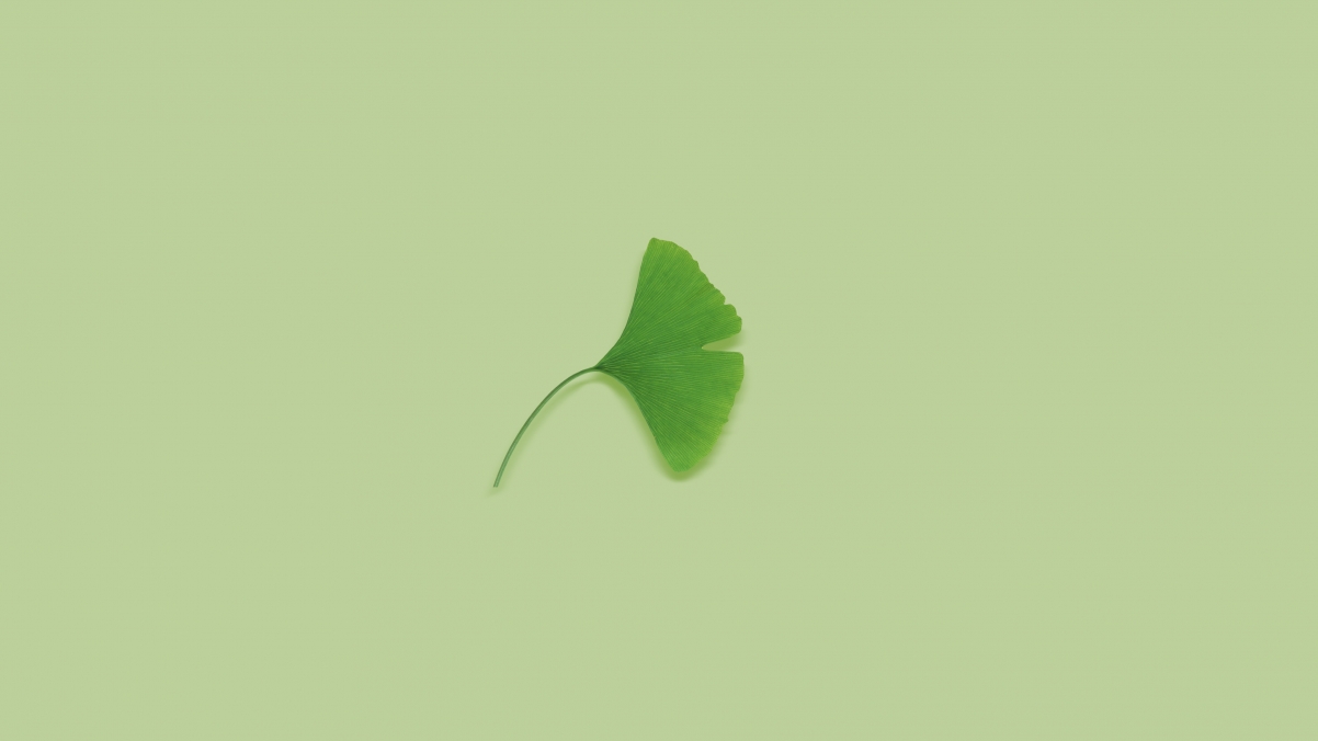 Ginkgo biloba 4k eye protection HD wallpaper (3