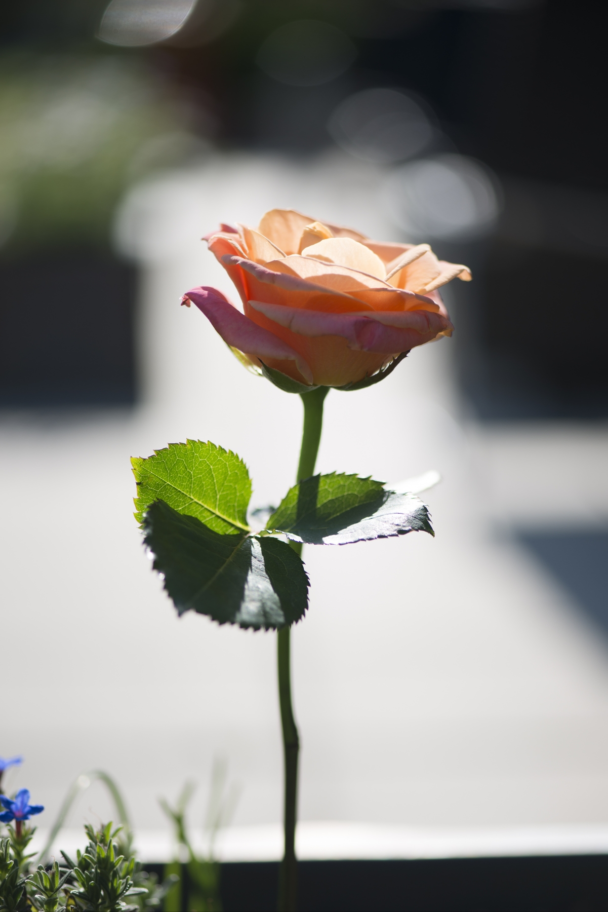 A rose flower 4k picture