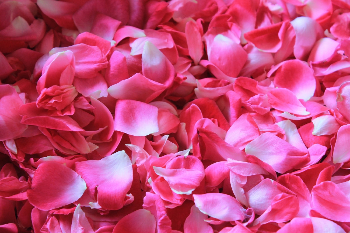 A bunch of pink rose petals 4k back