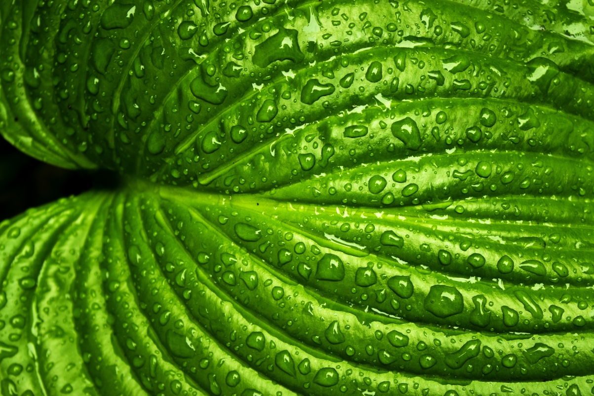 Leaf rain spring nature green plants