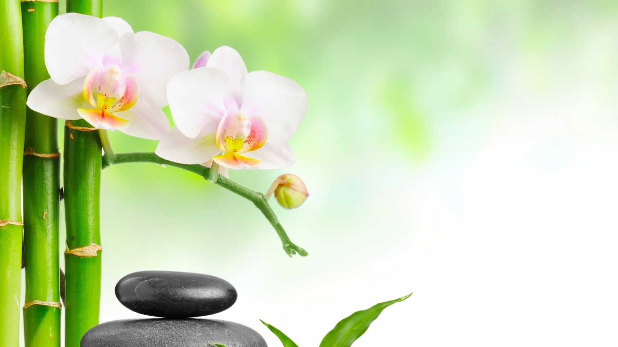 Leaf wallpaper hot spring rock bamboo orchid
