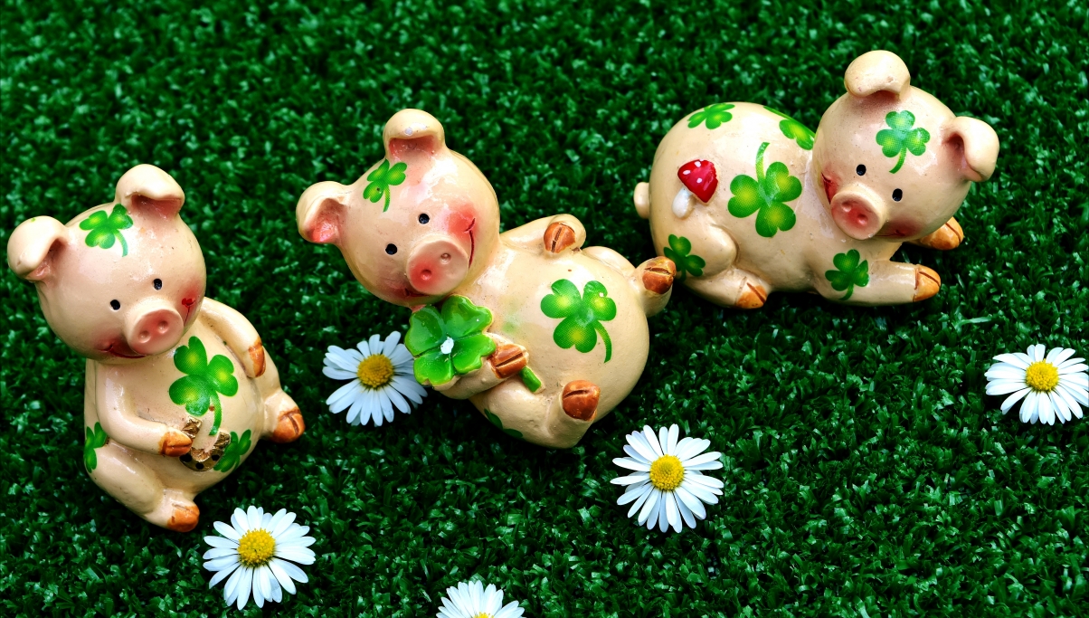 Lucky pig cute clover piglet
