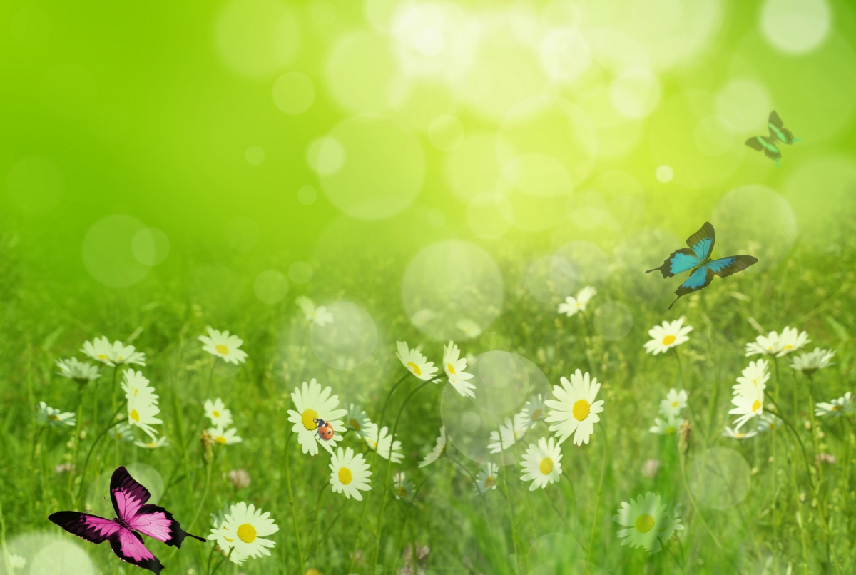Summer, daisy, ladybug, butterfly, to