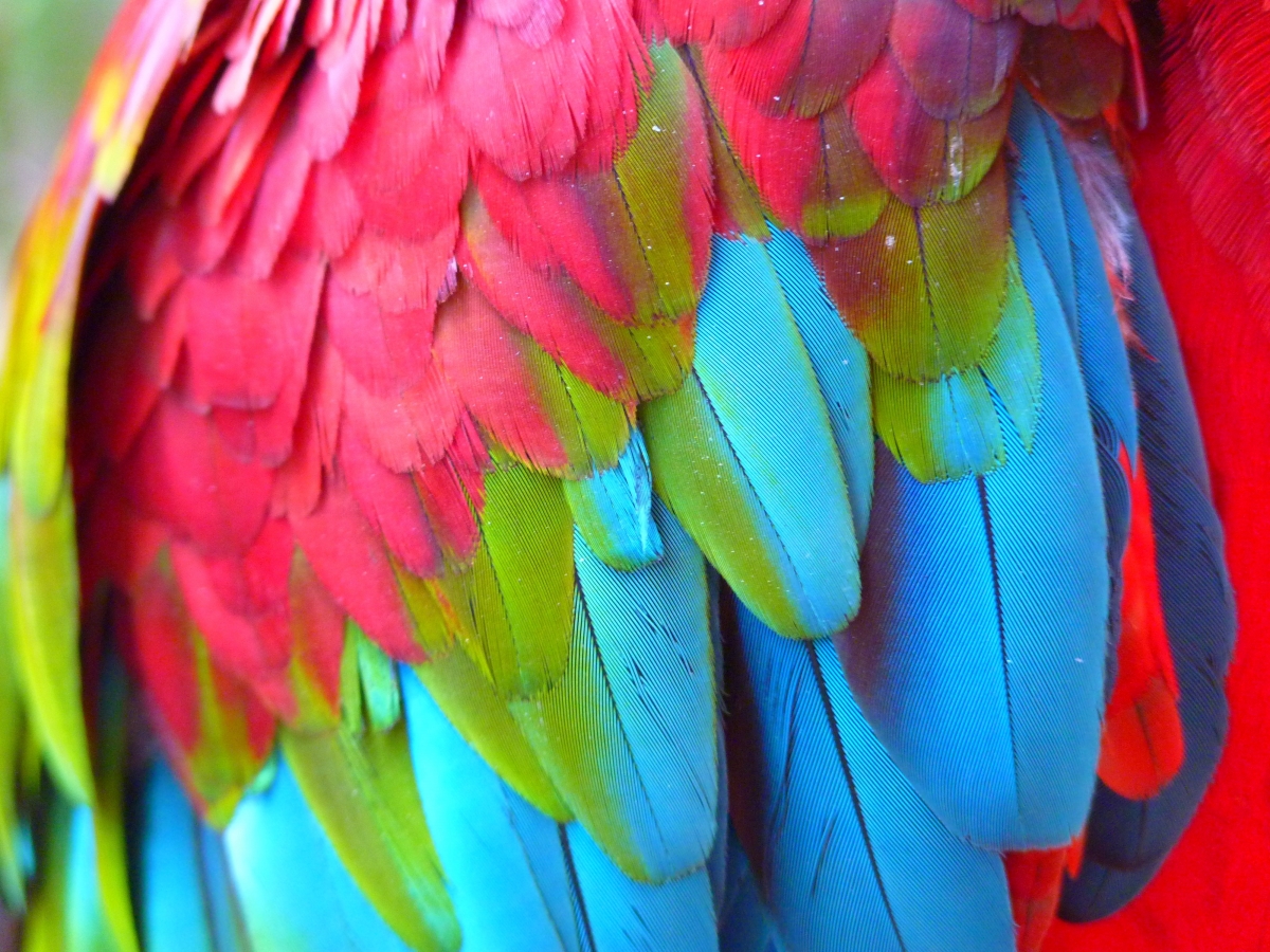 Colorful feathers 4K pictures