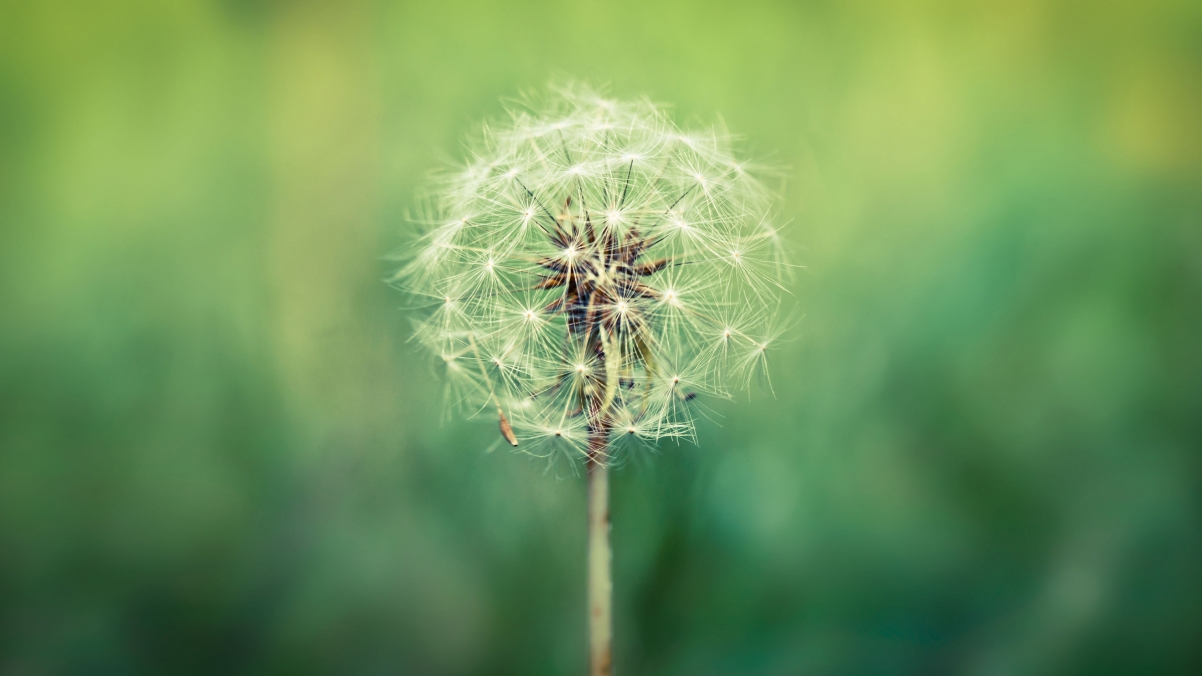 Dandelion Seeds 4k HD Wallpaper
