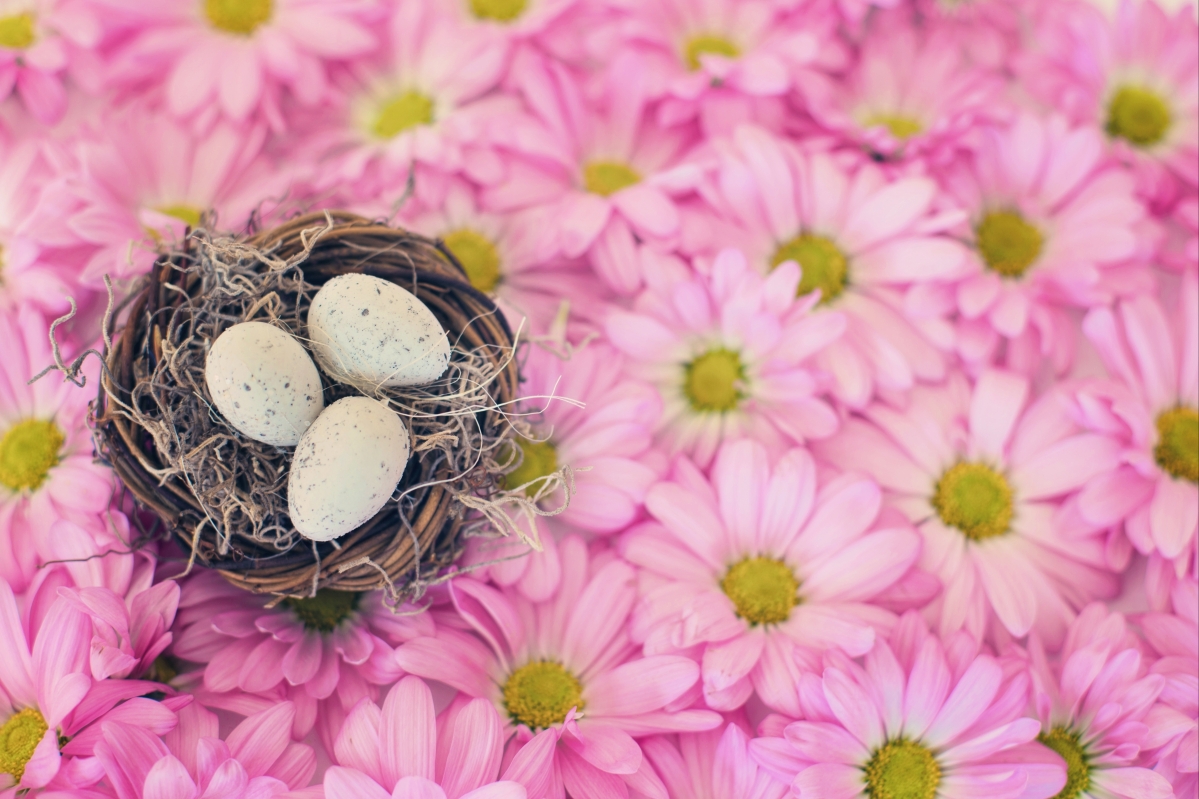 Bird nest bird eggs pink daisy nature