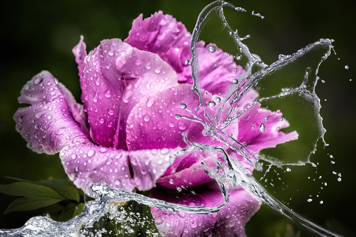 Peony flower water rain butterfly creativity