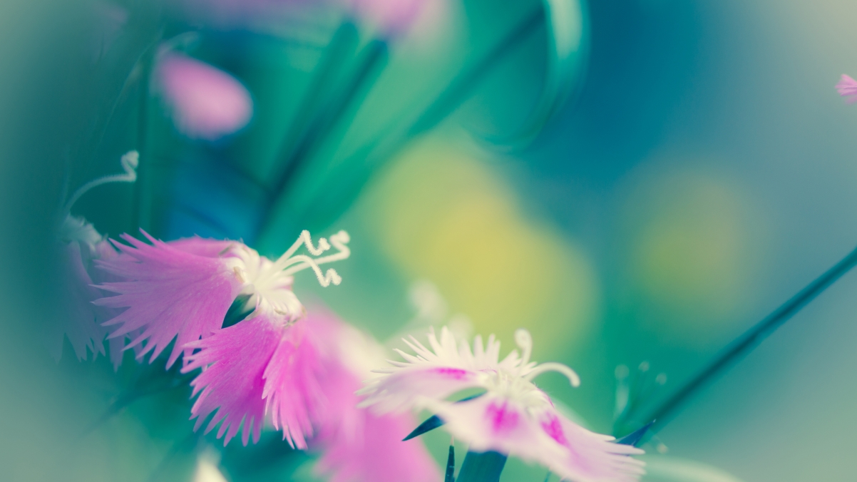 Bright pink flowers background 38